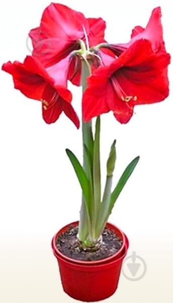 Растение Гипеаструм 14x30 красный - фото 1