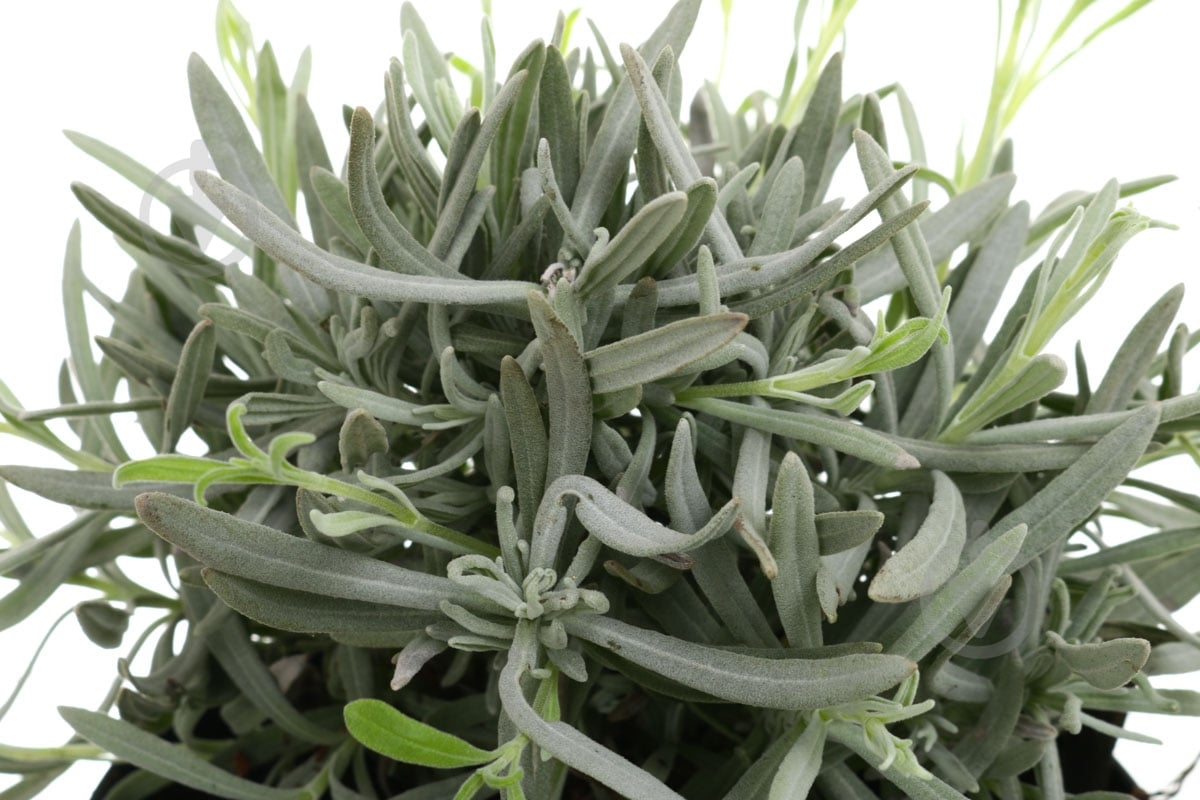 Растение Лаванда 13х35 см - фото 2 Растение Лаванда 13х35 см - фото 2