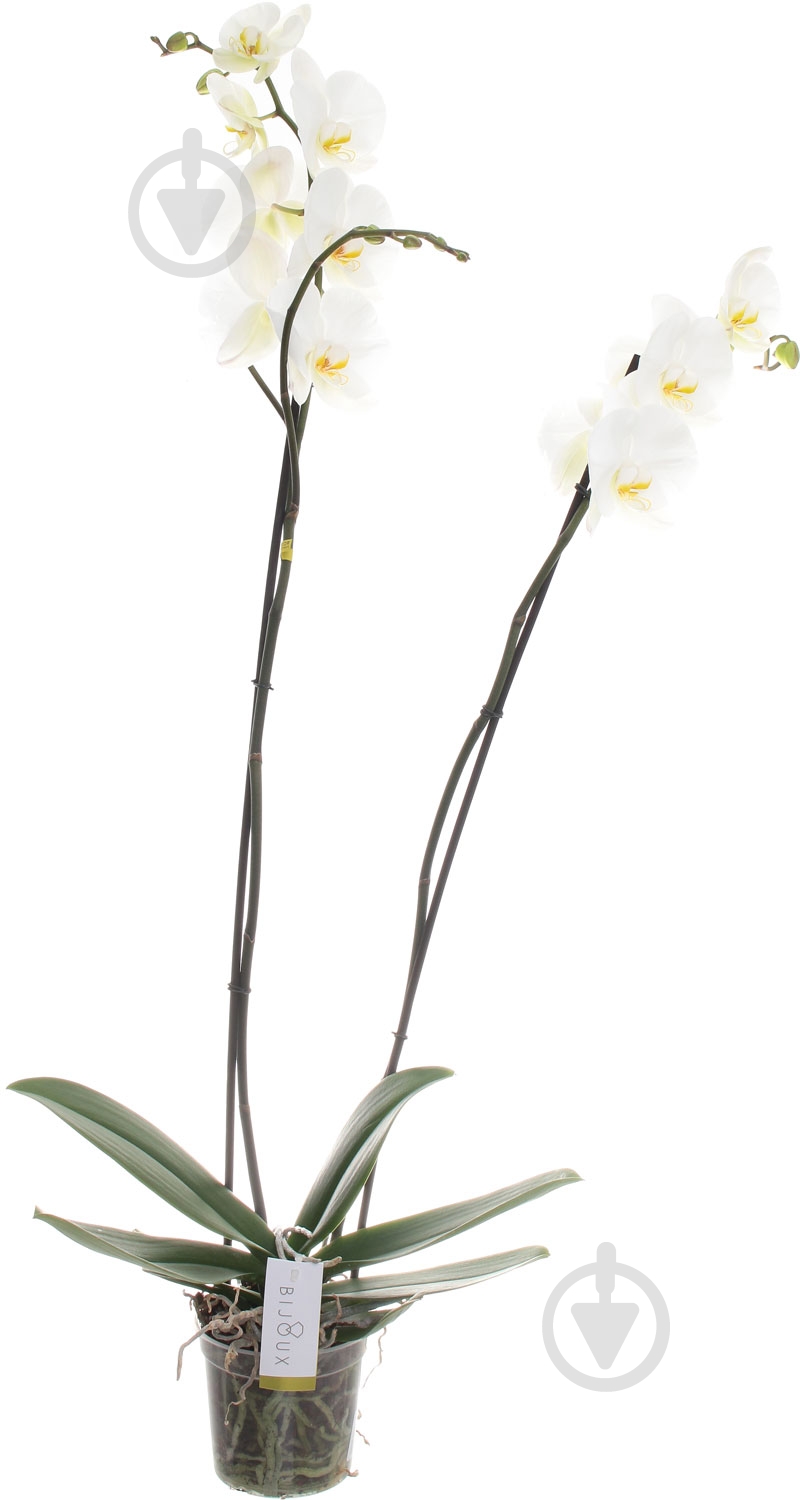 Фаленопсис 100/15 (2 ветви) - фото 1 Фаленопсис 100/15 (2 ветви) - фото 1