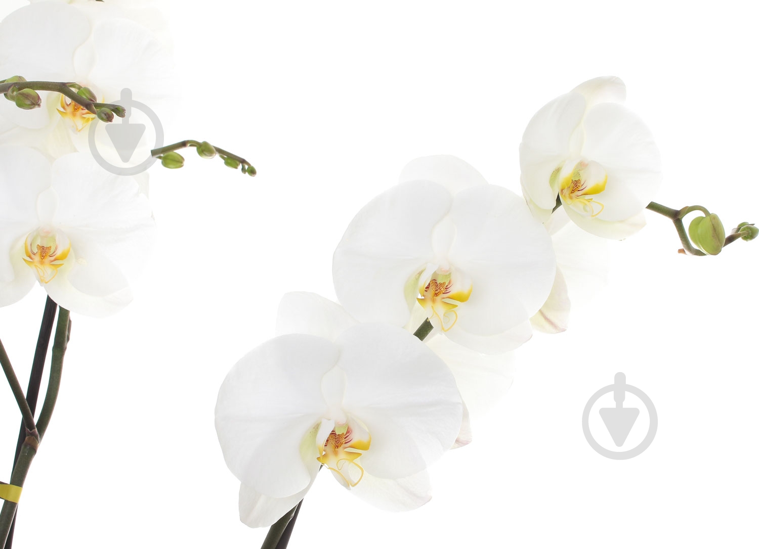 Фаленопсис 100/15 (2 ветви) - фото 2 Фаленопсис 100/15 (2 ветви) - фото 2