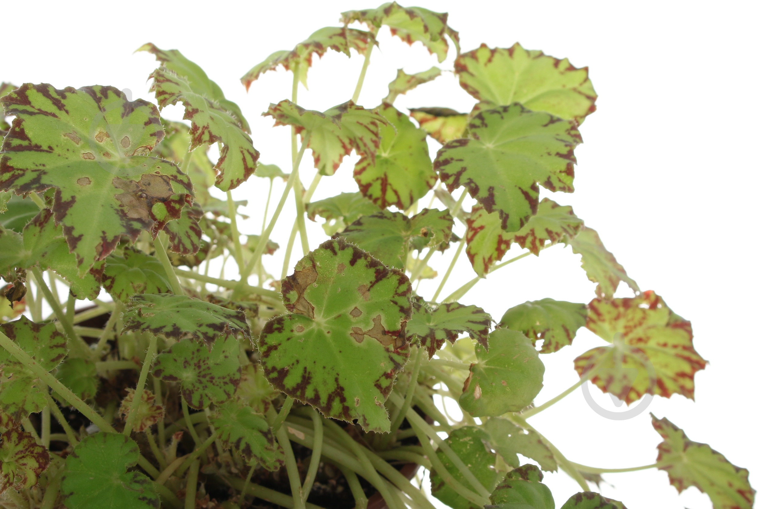 Бегония 12/35 рекс сортовой - фото 2