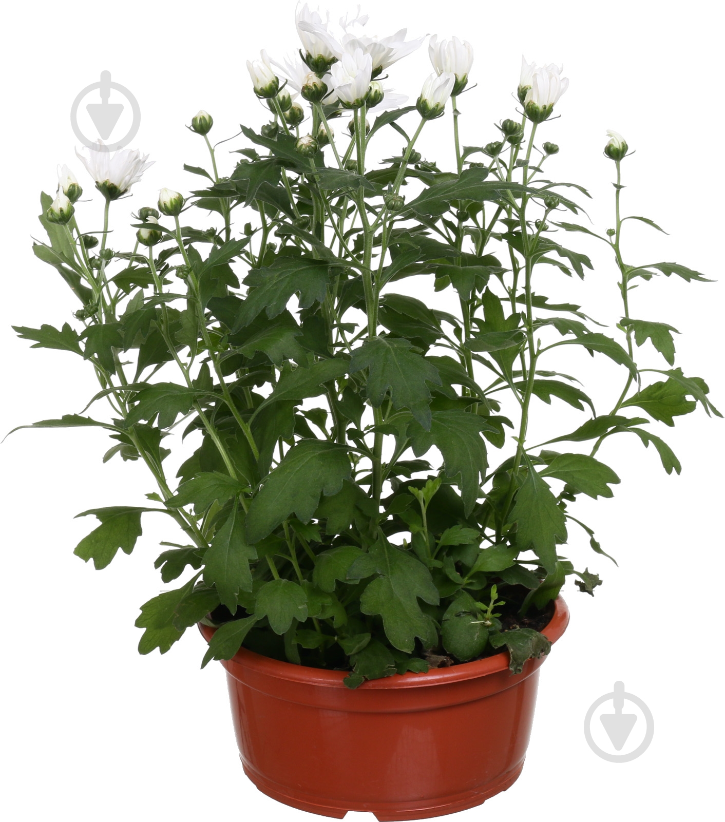 Рослина кімнатна хризантема d19 - фото 1