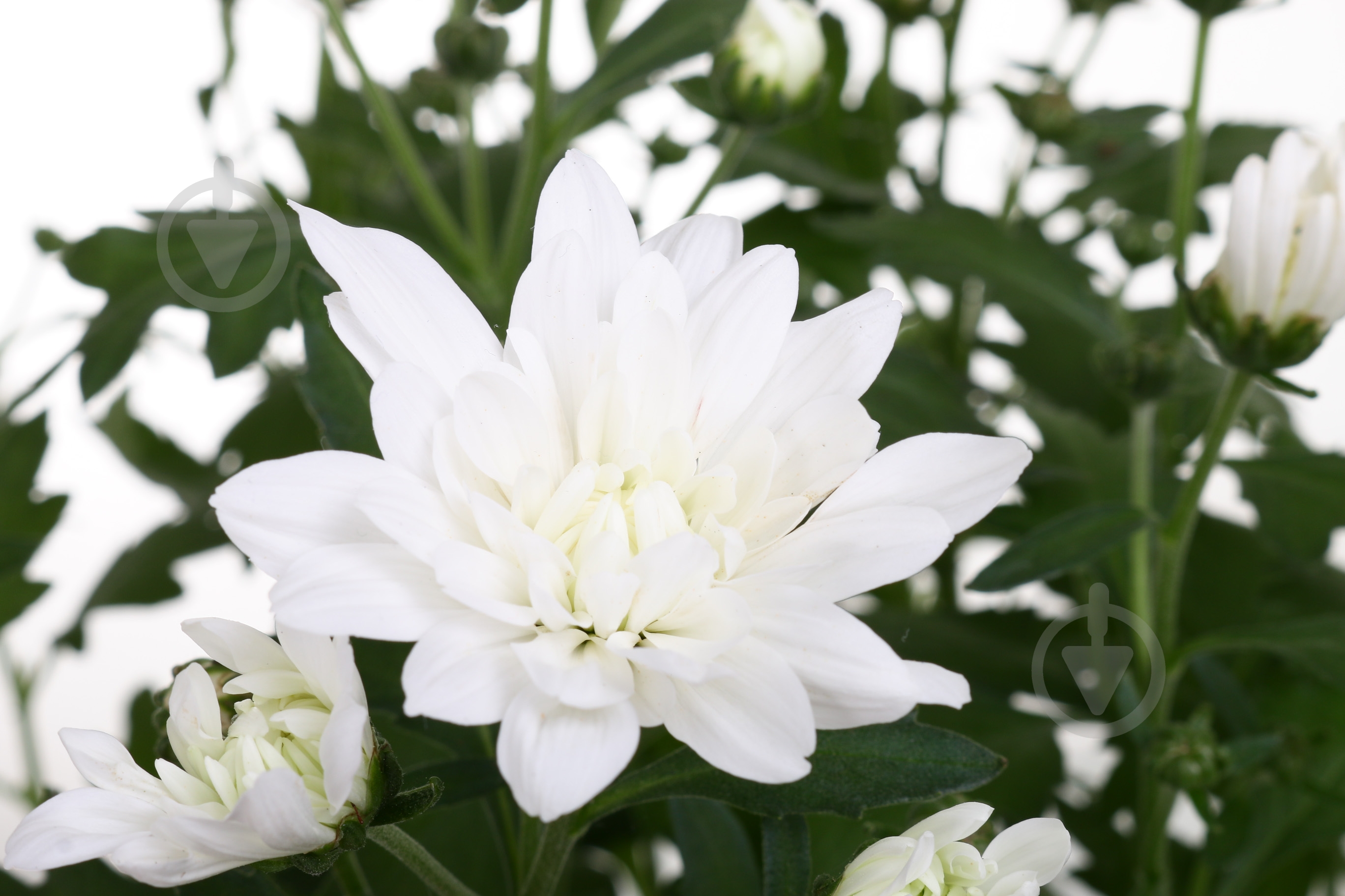 Рослина кімнатна хризантема d19 - фото 2