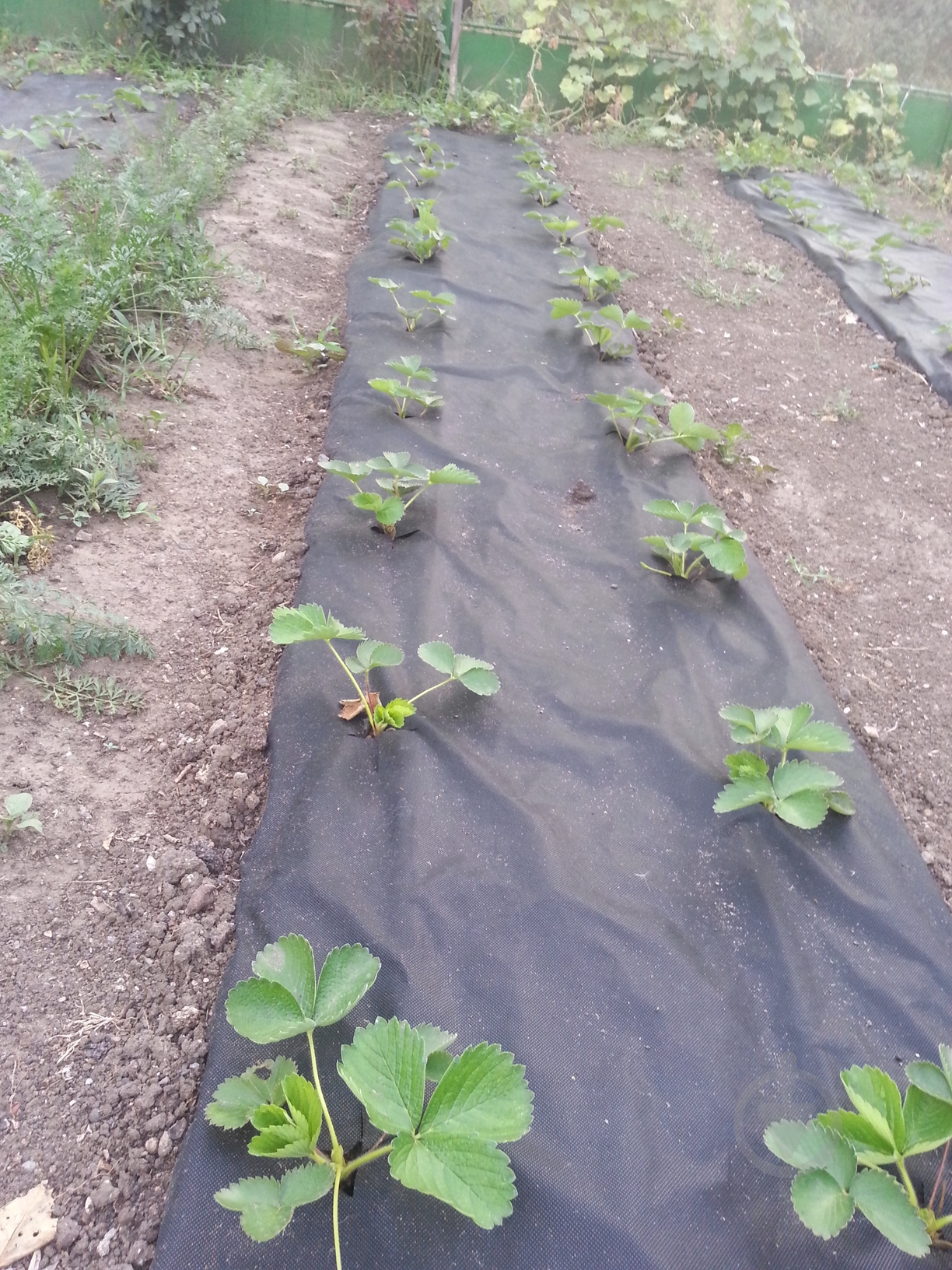 Агроволокно 50 г\м² для защиты от сорняков, черное - фото 3 Агроволокно 50 г\м² для защиты от сорняков, черное - фото 3