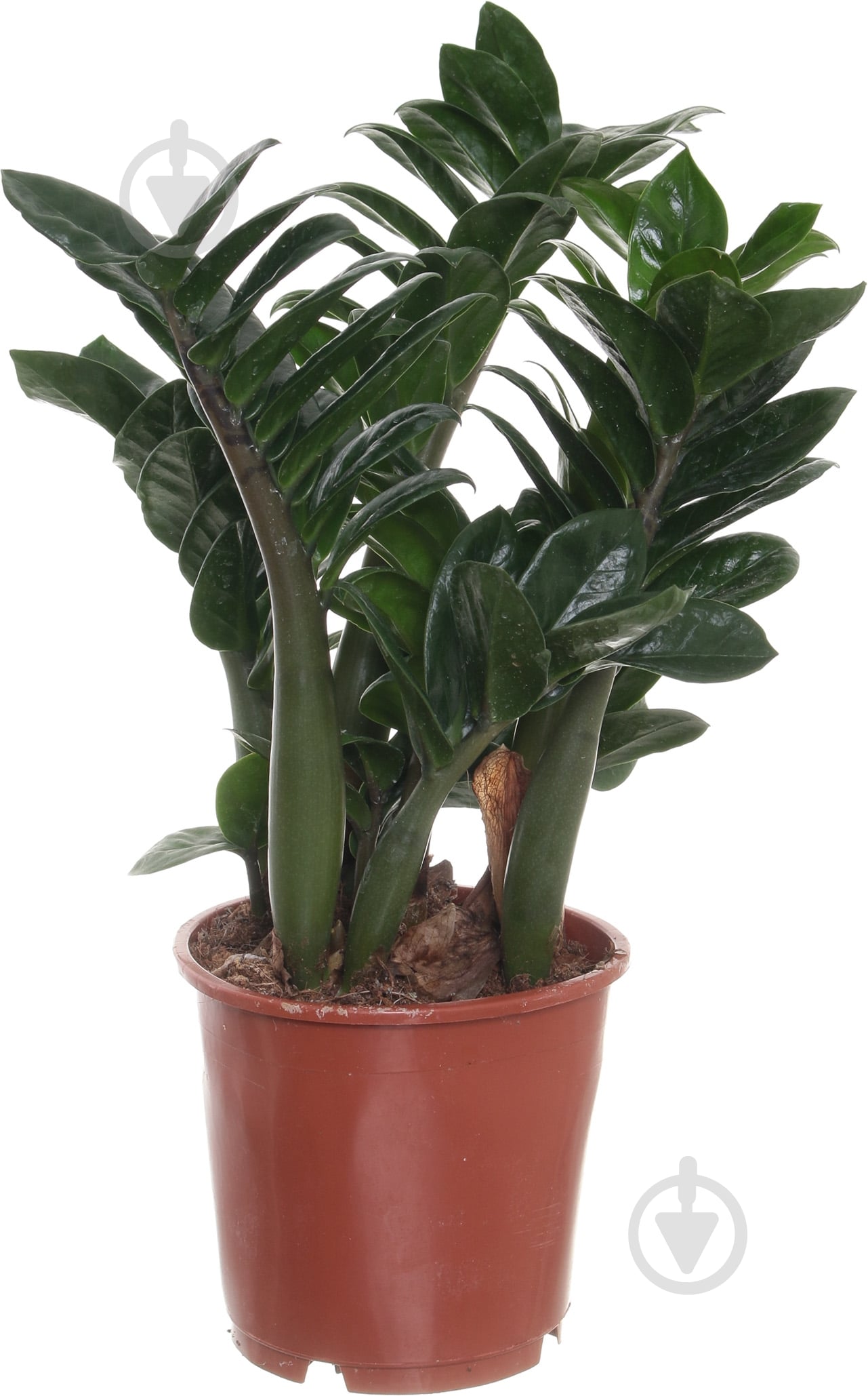 Рослина Заміокулькас 14/45 занзі - фото 1