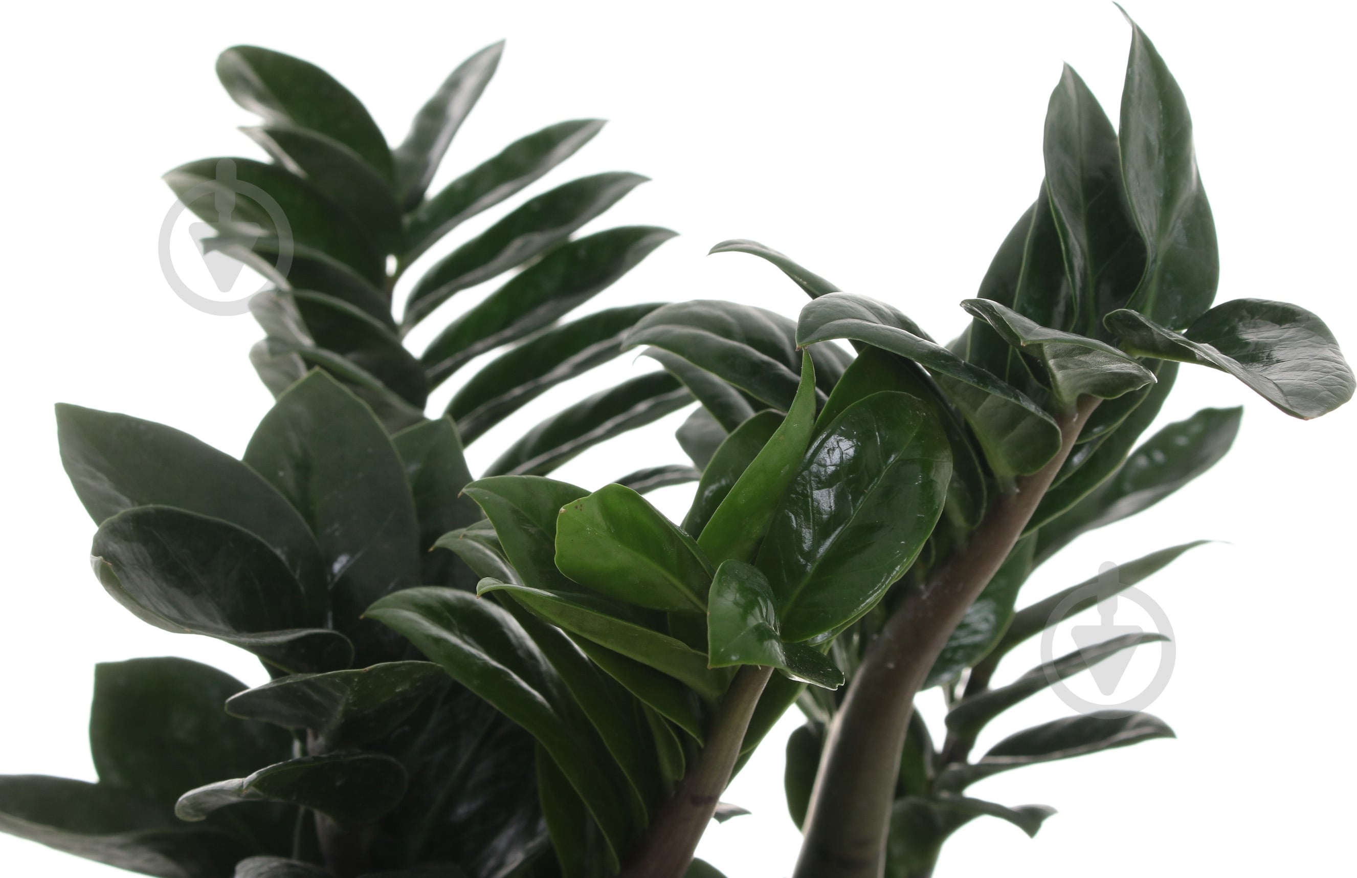 Рослина Заміокулькас 14/45 занзі - фото 2