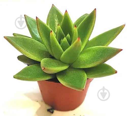 Растение Эхеверия 6/8 Miranda - фото 1