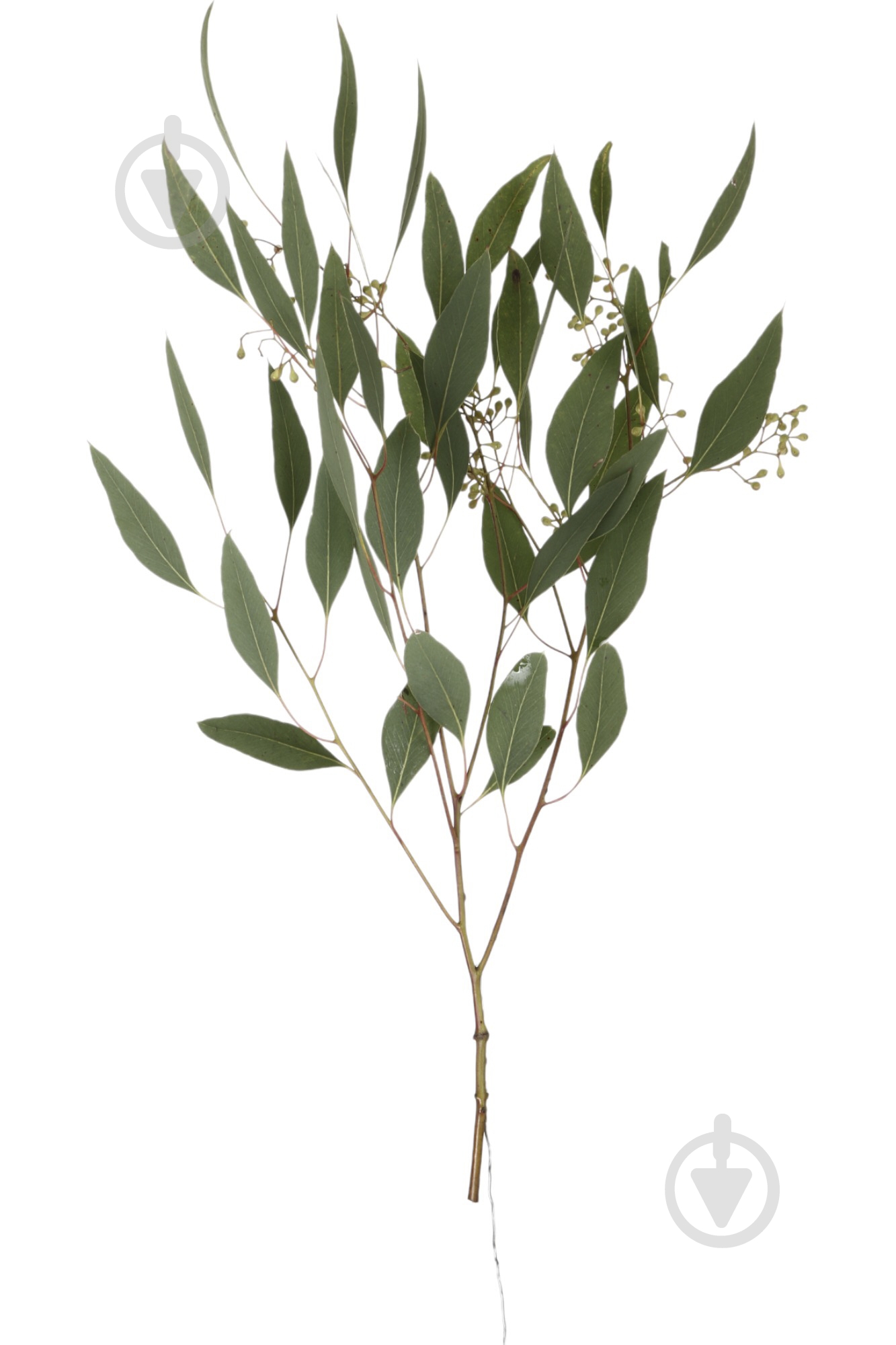 Скиммия одноголовая красная (Нидерланды) - фото 1 Скиммия одноголовая красная (Нидерланды) - фото 1