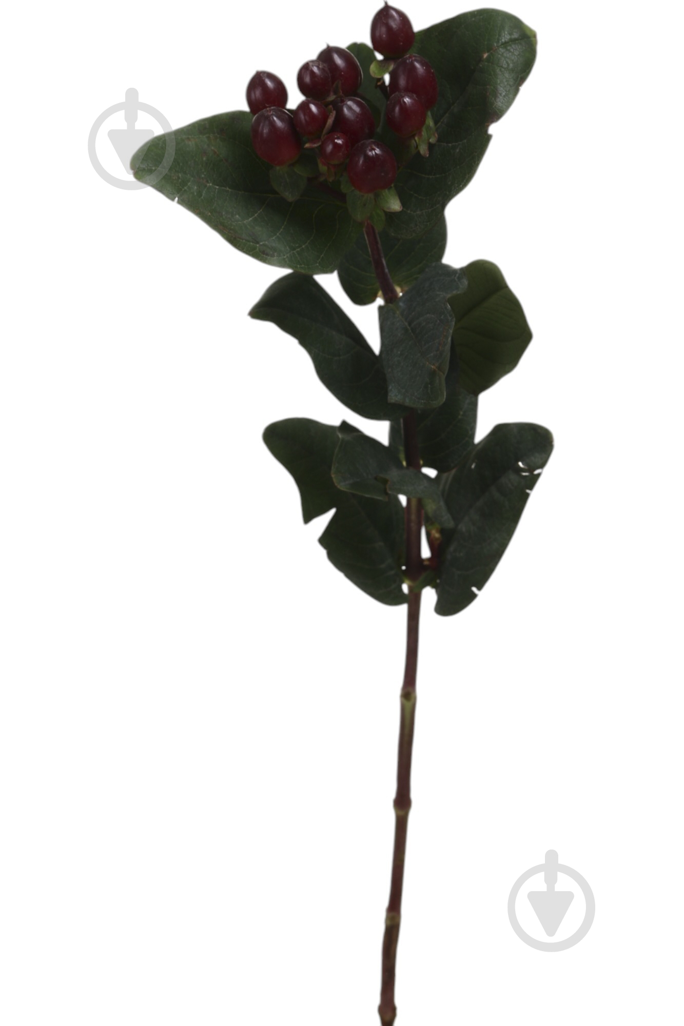 Гиперикум True Romance красный (Нидерланды) - фото 1