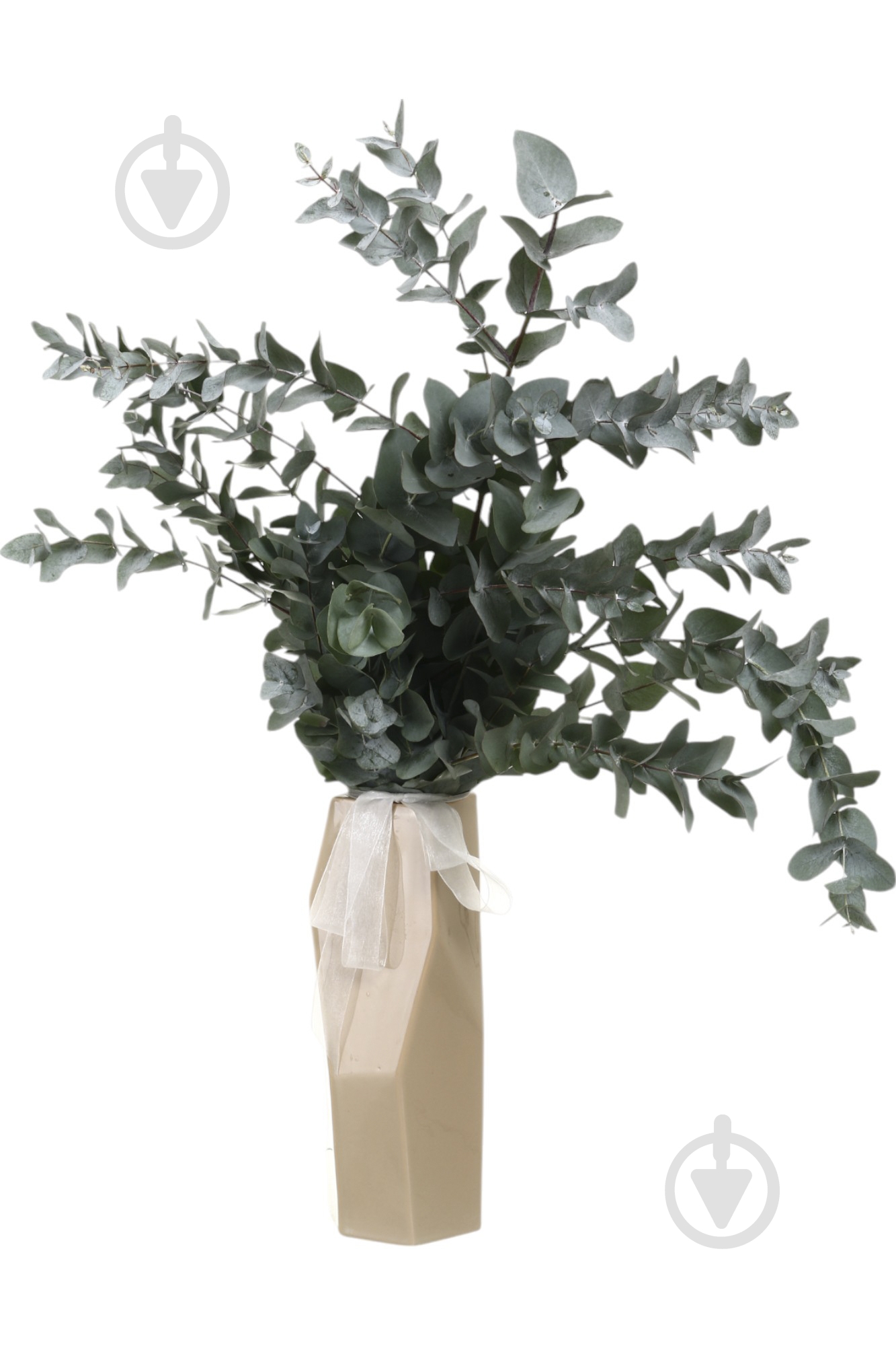 Эвкалипт Cinerea одноголовая серый (Нидерланды) - фото 3 Эвкалипт Cinerea одноголовая серый (Нидерланды) - фото 3