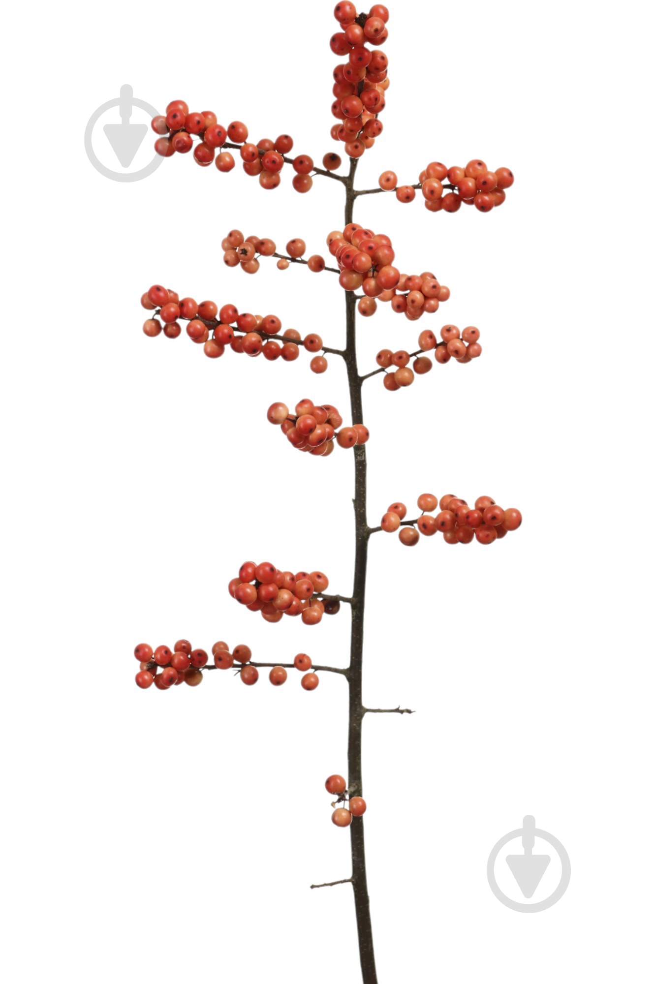 Ілекс 70 см помаранчевий (Нідерланди) - фото 1