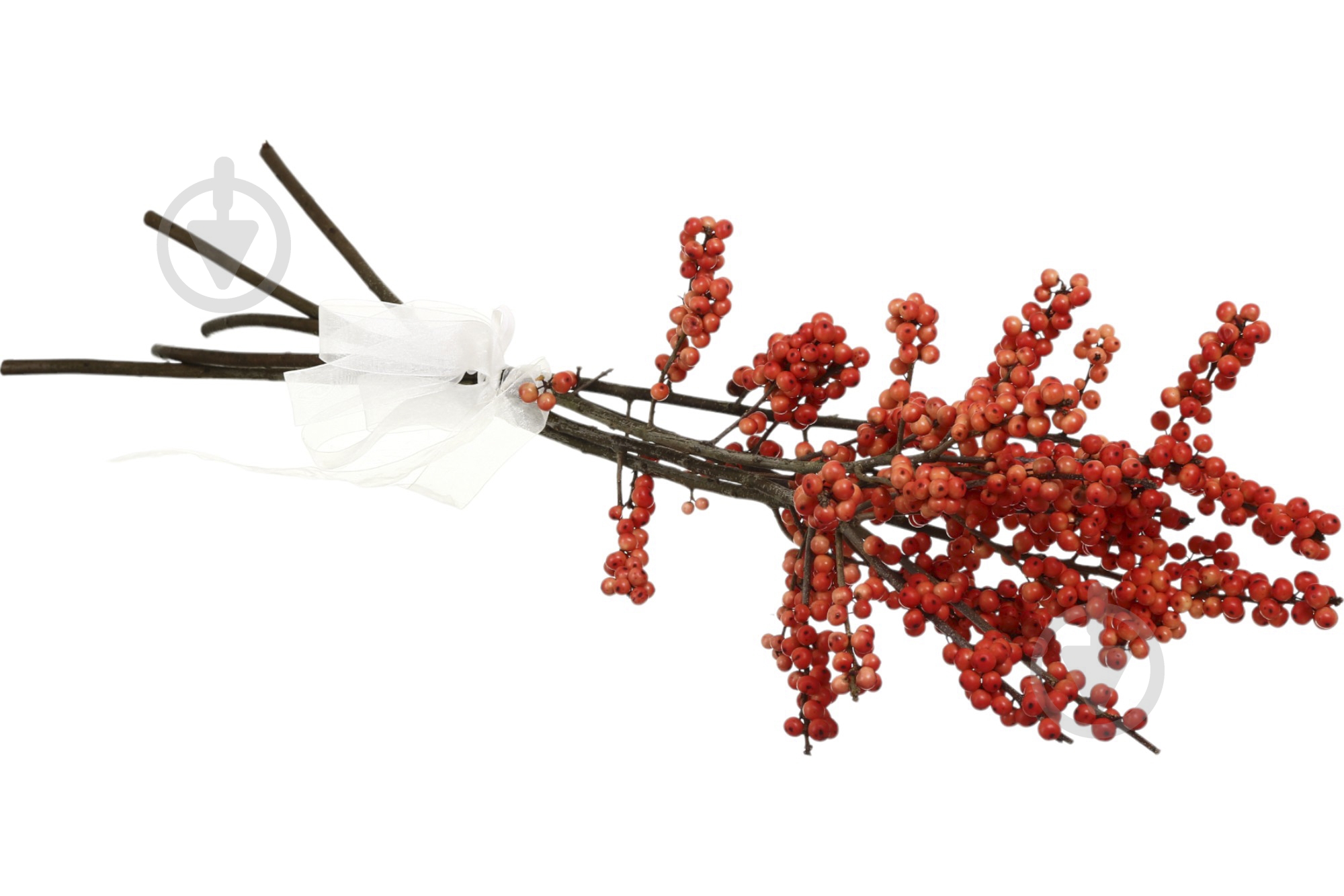 Ілекс 70 см помаранчевий (Нідерланди) - фото 2