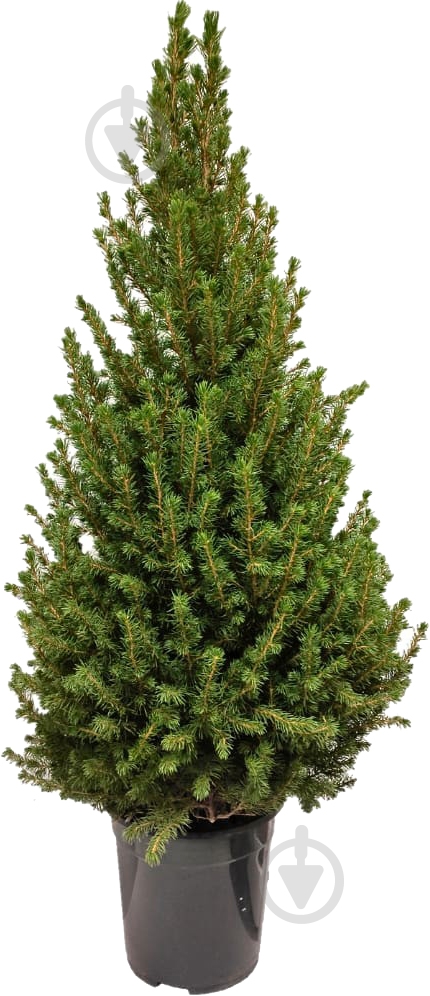 Ель 24х85 Conica Р02525 - фото 1 Ель 24х85 Conica Р02525 - фото 1