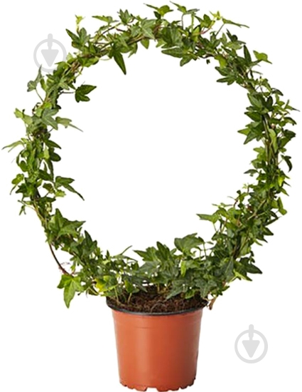 Растение Хедера 13*25 Shamrock - фото 1 Растение Хедера 13*25 Shamrock - фото 1