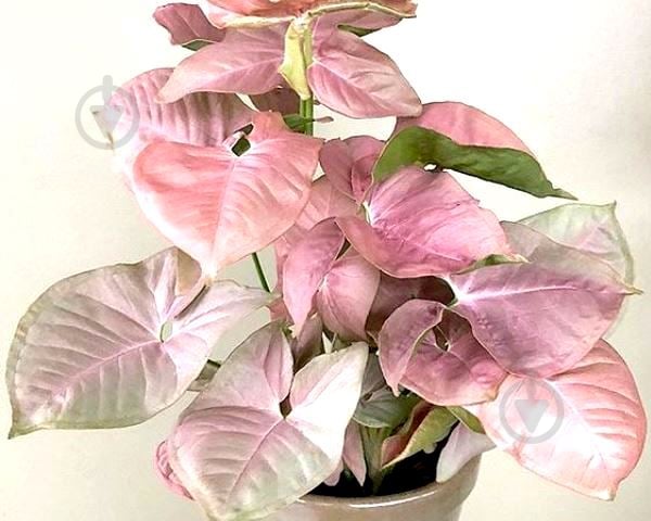 Растение Сингоніум 9/20 Pink Spot - фото 1 Растение Сингоніум 9/20 Pink Spot - фото 1