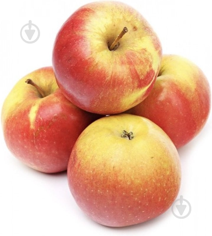 Яблоко Айдаред - фото 1 Яблоко Айдаред - фото 1