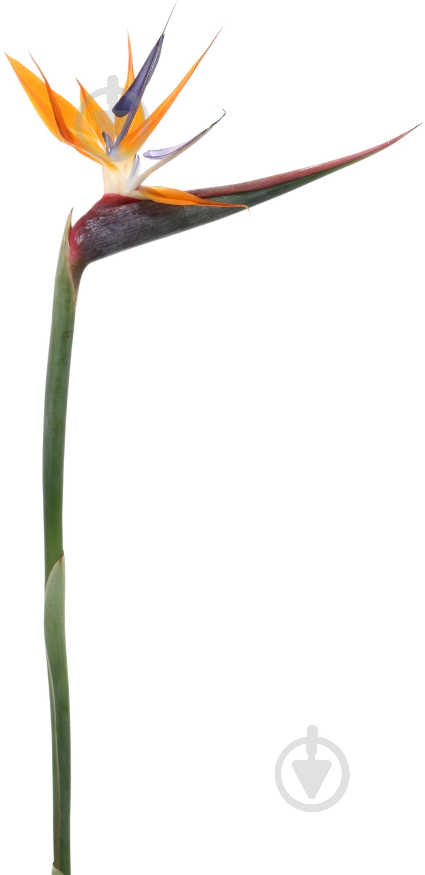 Стрелиция оранжевая (Нидерланды) - фото 1 Стрелиция оранжевая (Нидерланды) - фото 1