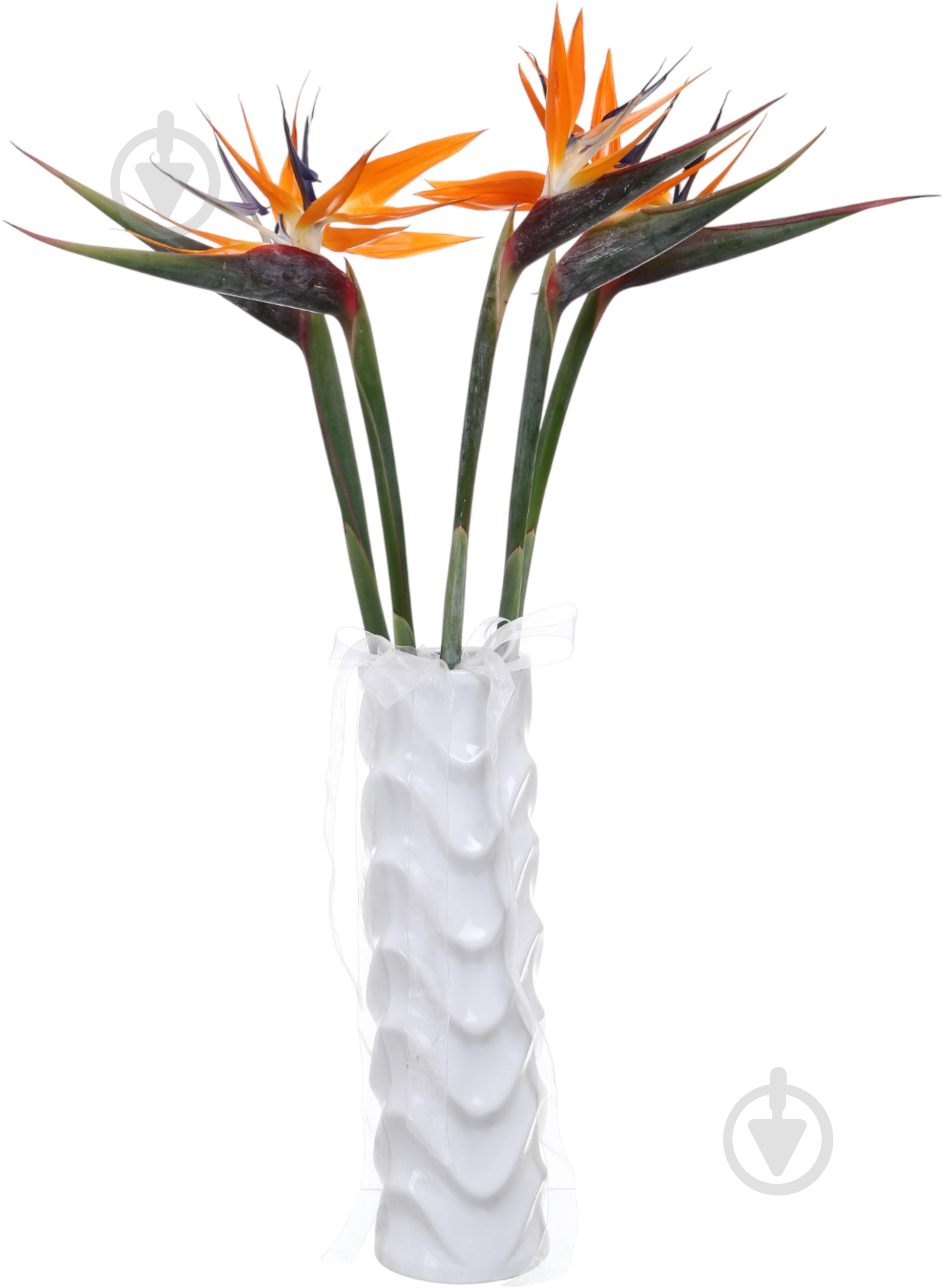 Стрелиция оранжевая (Нидерланды) - фото 2 Стрелиция оранжевая (Нидерланды) - фото 2