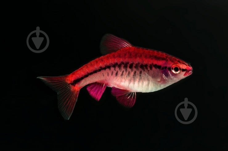 Рыбка Барбус Вишневый 2,5-3,5 см - фото 12