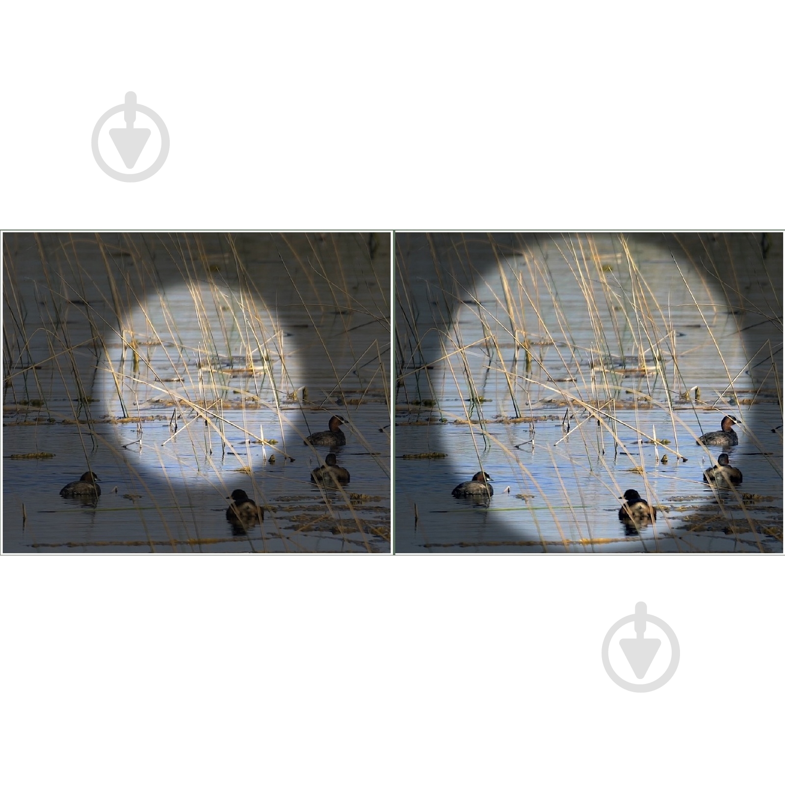 Бинокль Kowa BD II 8x42 XD - фото 8