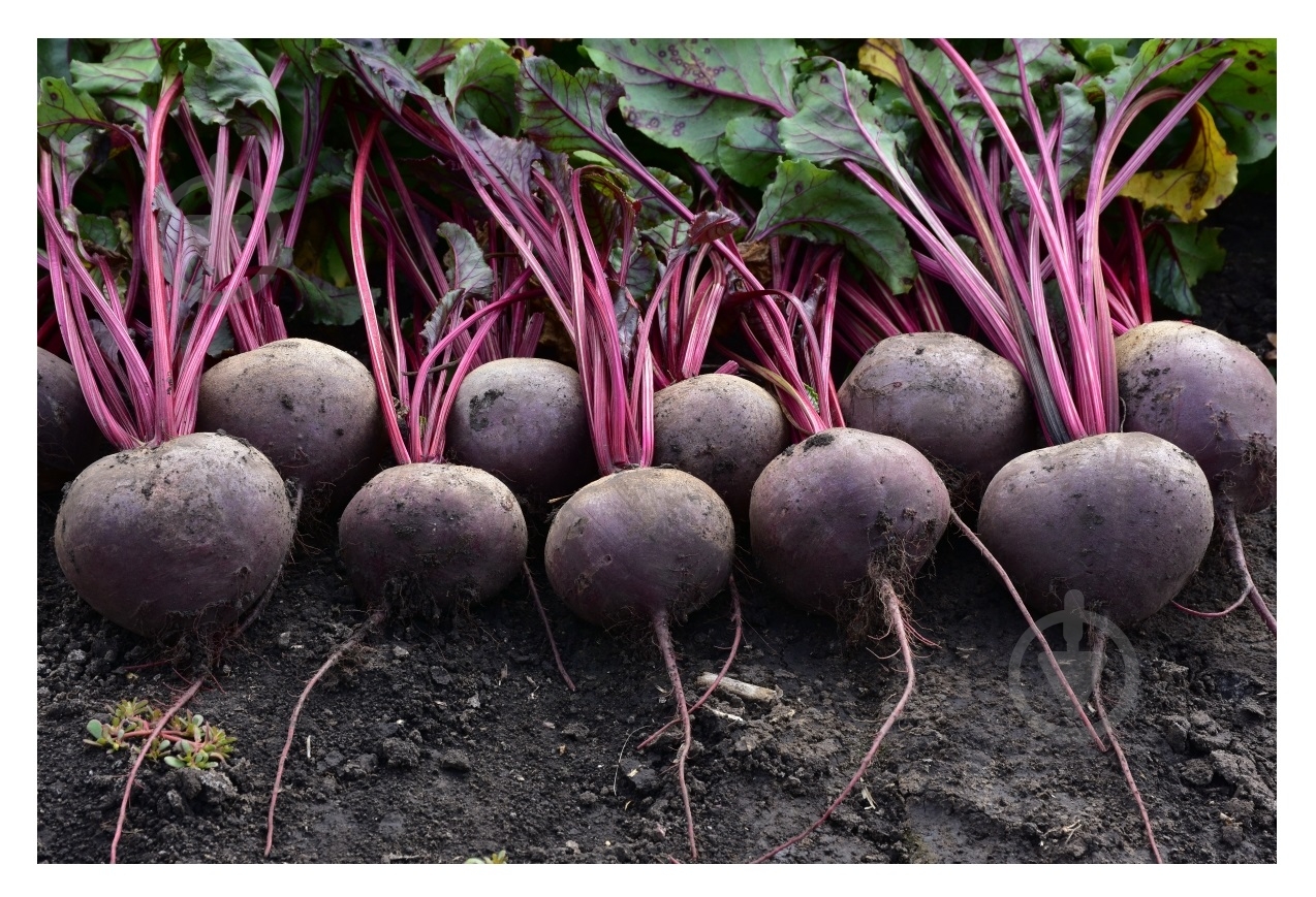 Семена Професійне насіння свекла Кестрел F1 2 г (4820176697875) - фото 1 Семена Професійне насіння свекла Кестрел F1 2 г (4820176697875) - фото 1