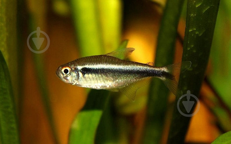 Рыбка Неон черный 1,5-2 см - фото 1 Рыбка Неон черный 1,5-2 см - фото 1