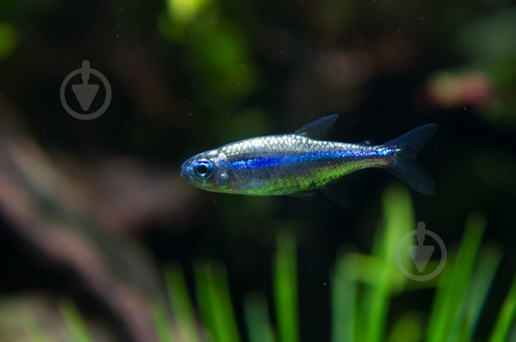 Рыбка Неон черный 1,5-2 см - фото 2 Рыбка Неон черный 1,5-2 см - фото 2