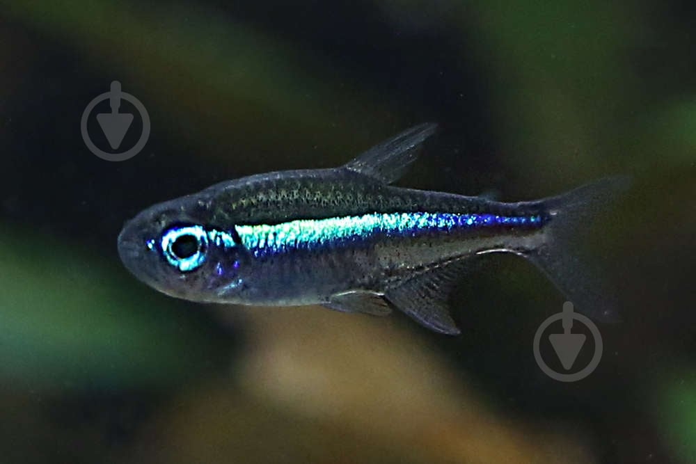 Рыбка Неон черный 1,5-2 см - фото 3 Рыбка Неон черный 1,5-2 см - фото 3