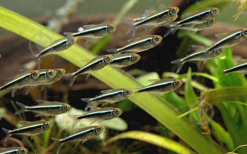 Рыбка Неон черный 1,5-2 см - фото 5 Рыбка Неон черный 1,5-2 см - фото 5