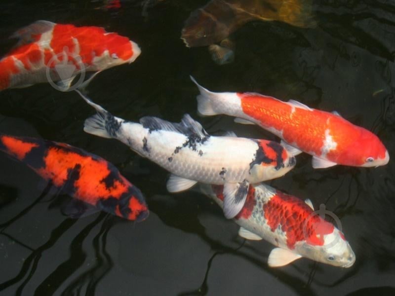 Рыбка Карп Кои 15-17 см - фото 3