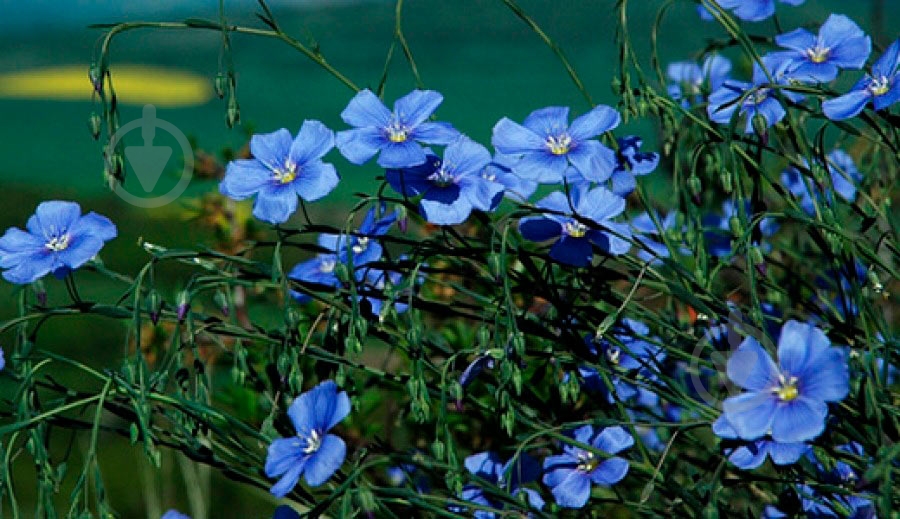 Насіння Seedera льон суміш 0,5 г - фото 3