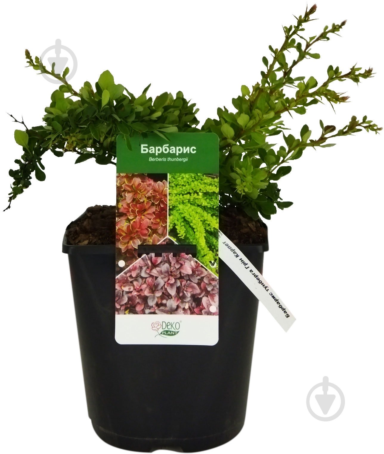 Саженец Dekoplant барбарис Грин Карпет - фото 1