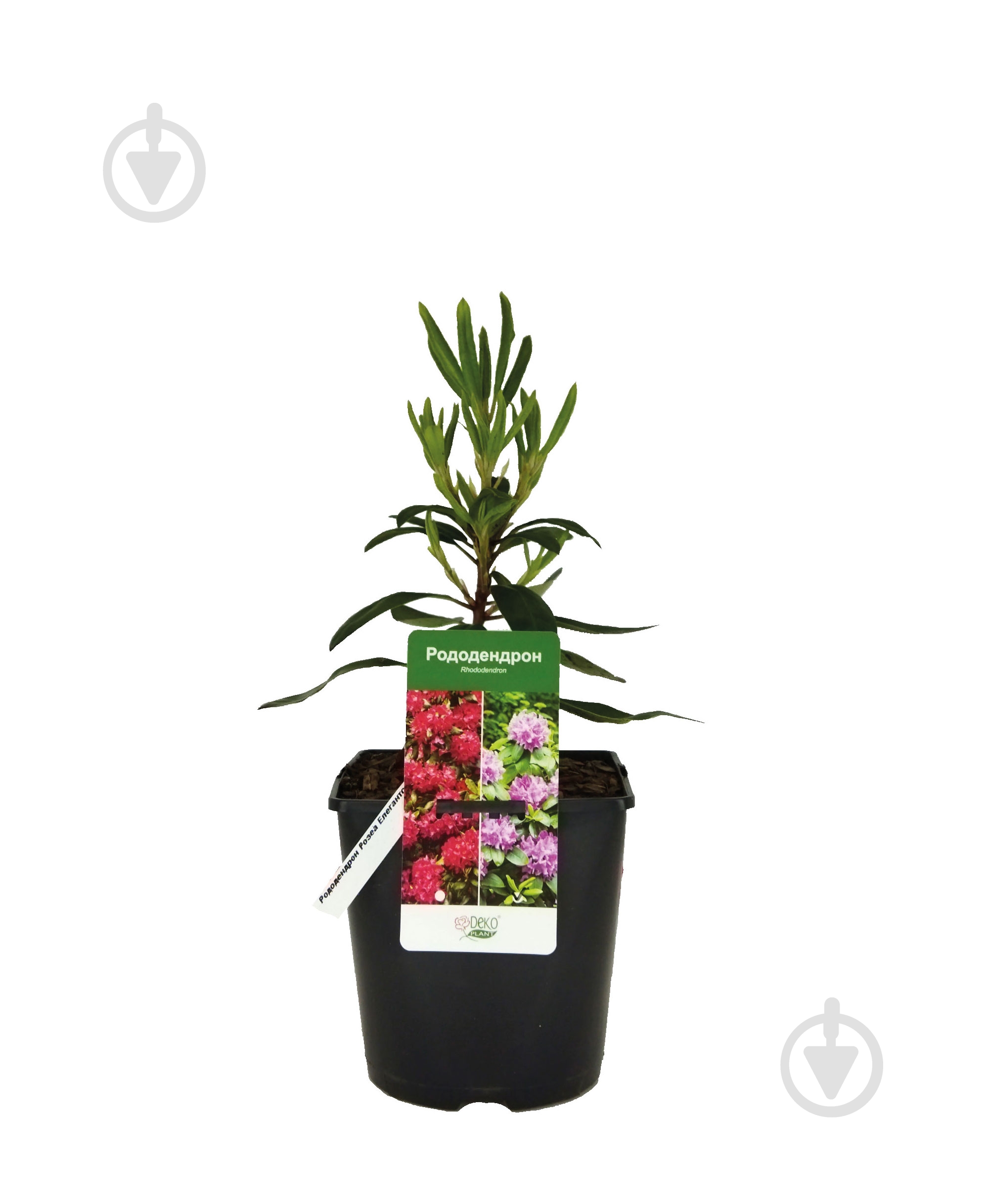 Саженец Dekoplant Рододендрон 3 л - фото 1 Саженец Dekoplant Рододендрон 3 л - фото 1