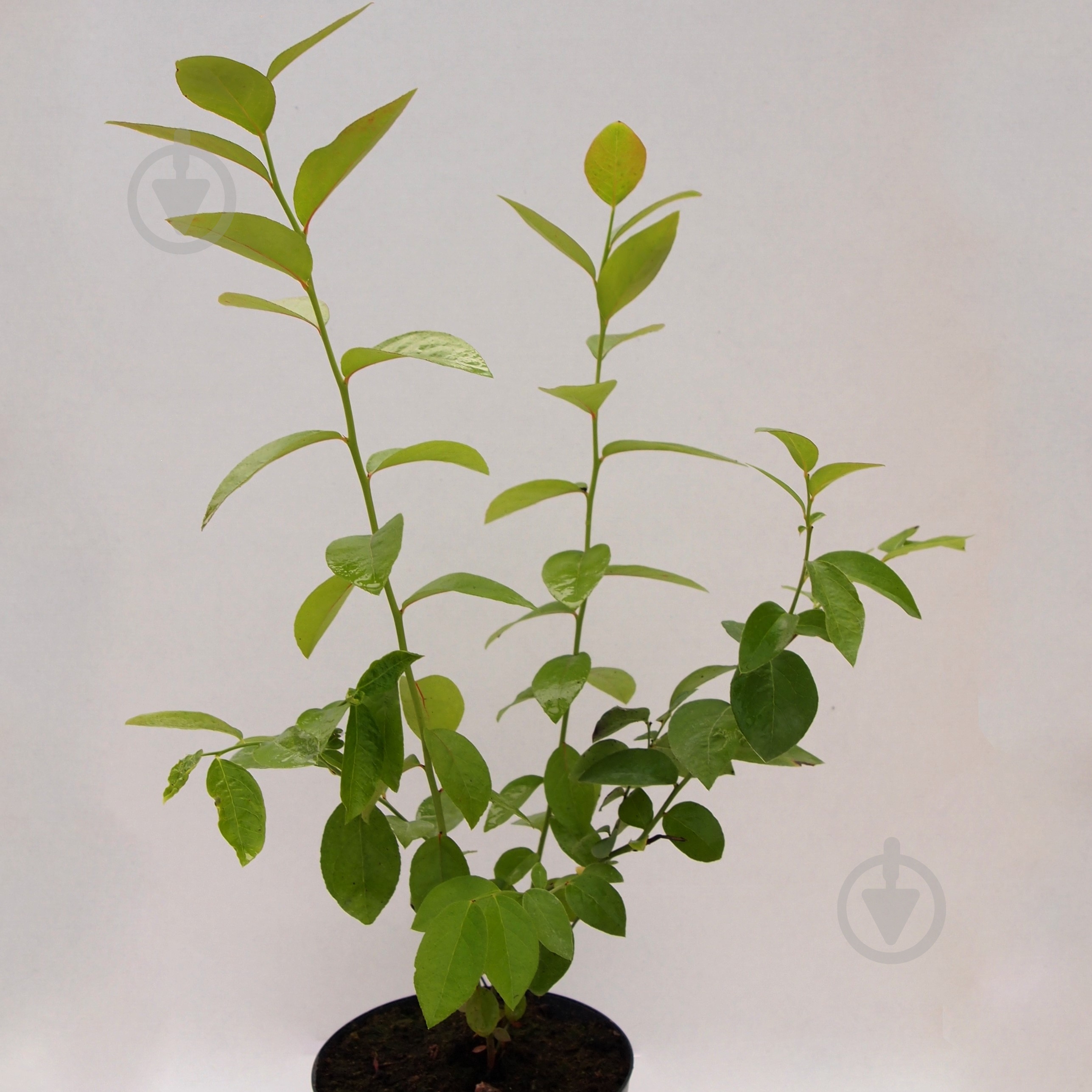 Рослина Лохина - фото 1