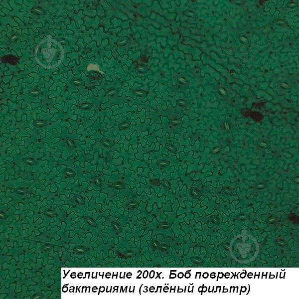 Микроскоп Optika B-191 40x-1000x Mono - фото 4