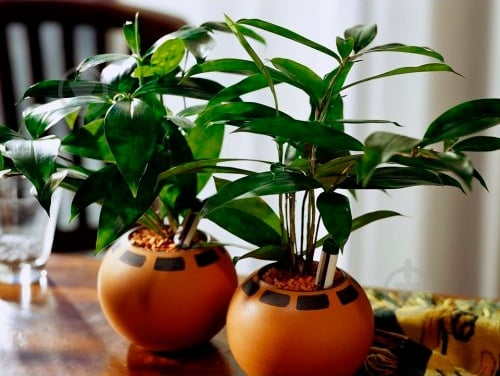 Субстрат SERAMIS универсальный 2,5 л - фото 3