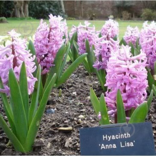 Луковица Яскрава Anna Liza 2 шт. - фото 2