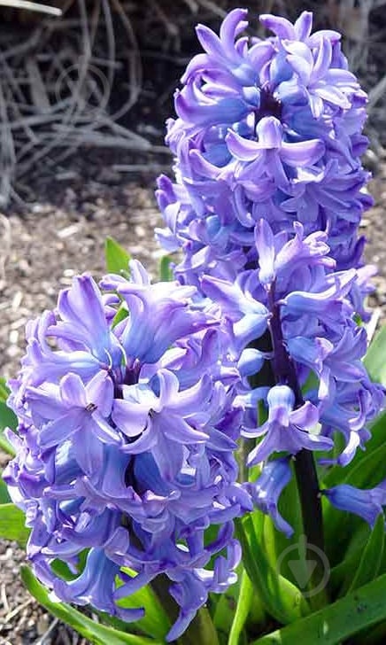 Цибулина Яскрава Blue Giant 2 шт. - фото 2 Цибулина Яскрава Blue Giant 2 шт. - фото 2