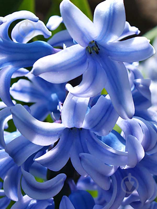 Цибулина Яскрава Blue Giant 2 шт. - фото 1 Цибулина Яскрава Blue Giant 2 шт. - фото 1