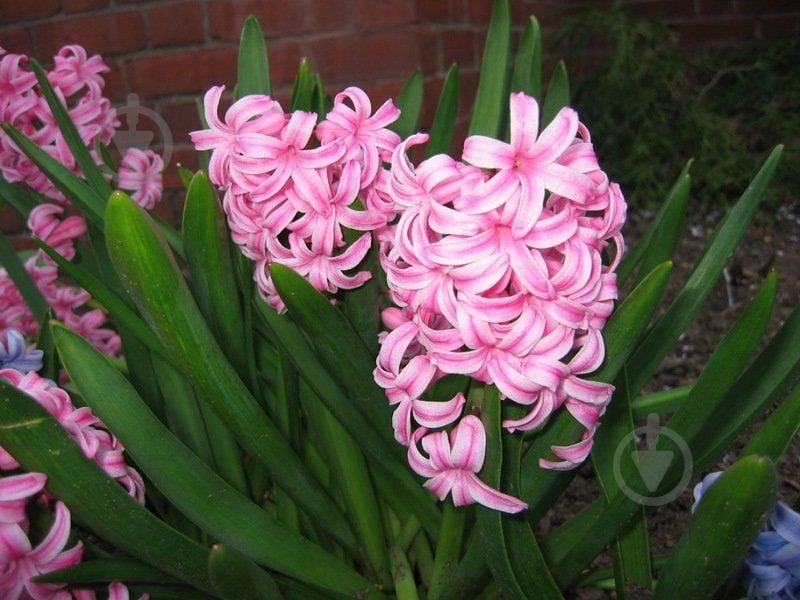 Луковица Яскрава Fondant 2 шт. - фото 2