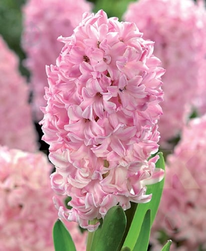 Луковица Яскрава Fondant 2 шт. - фото 1