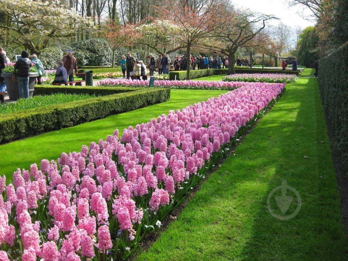 Луковица Яскрава Fondant 2 шт. - фото 4