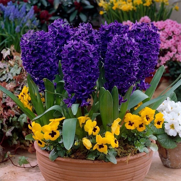 Луковица Яскрава Peter Stuyvesant 2 шт. - фото 4