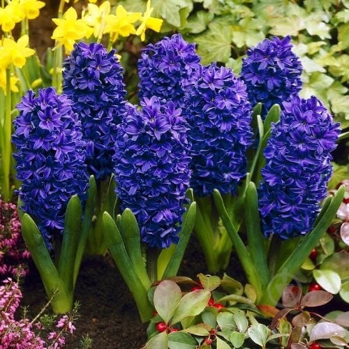 Луковица Яскрава Peter Stuyvesant 2 шт. - фото 2