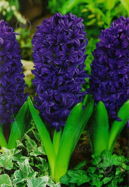 Луковица Яскрава Peter Stuyvesant 2 шт. - фото 1