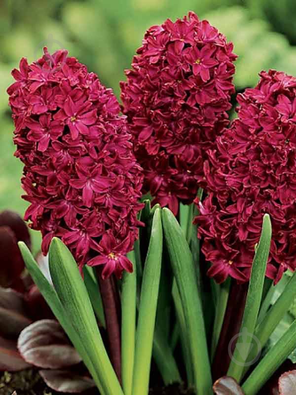 Цибулина Яскрава Woodstock 2 шт. - фото 2