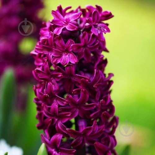 Цибулина Яскрава Woodstock 2 шт. - фото 3