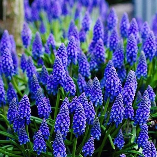 Луковица Яскрава Armeniacum 5 шт. - фото 2