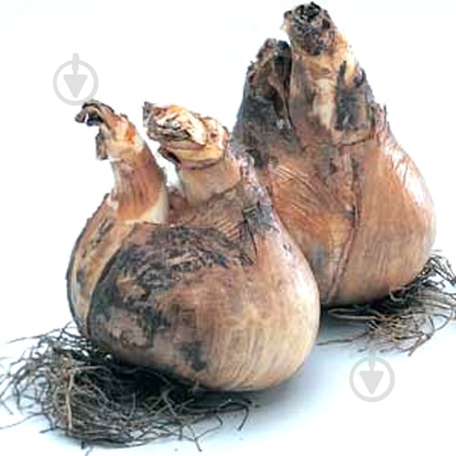 Луковица Яскрава Yellow Cherfulness 2 шт. - фото 5