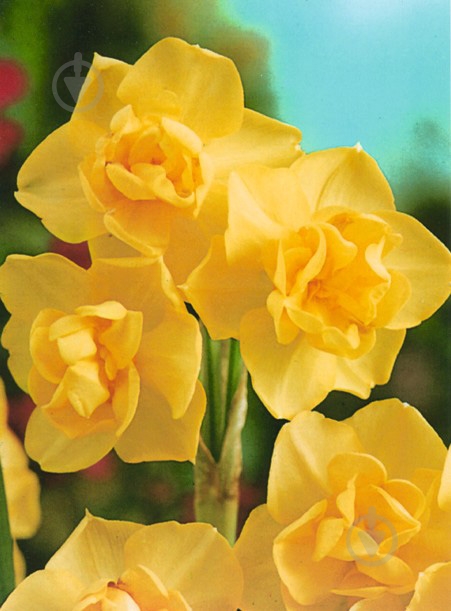 Луковица Яскрава Yellow Cherfulness 2 шт. - фото 2